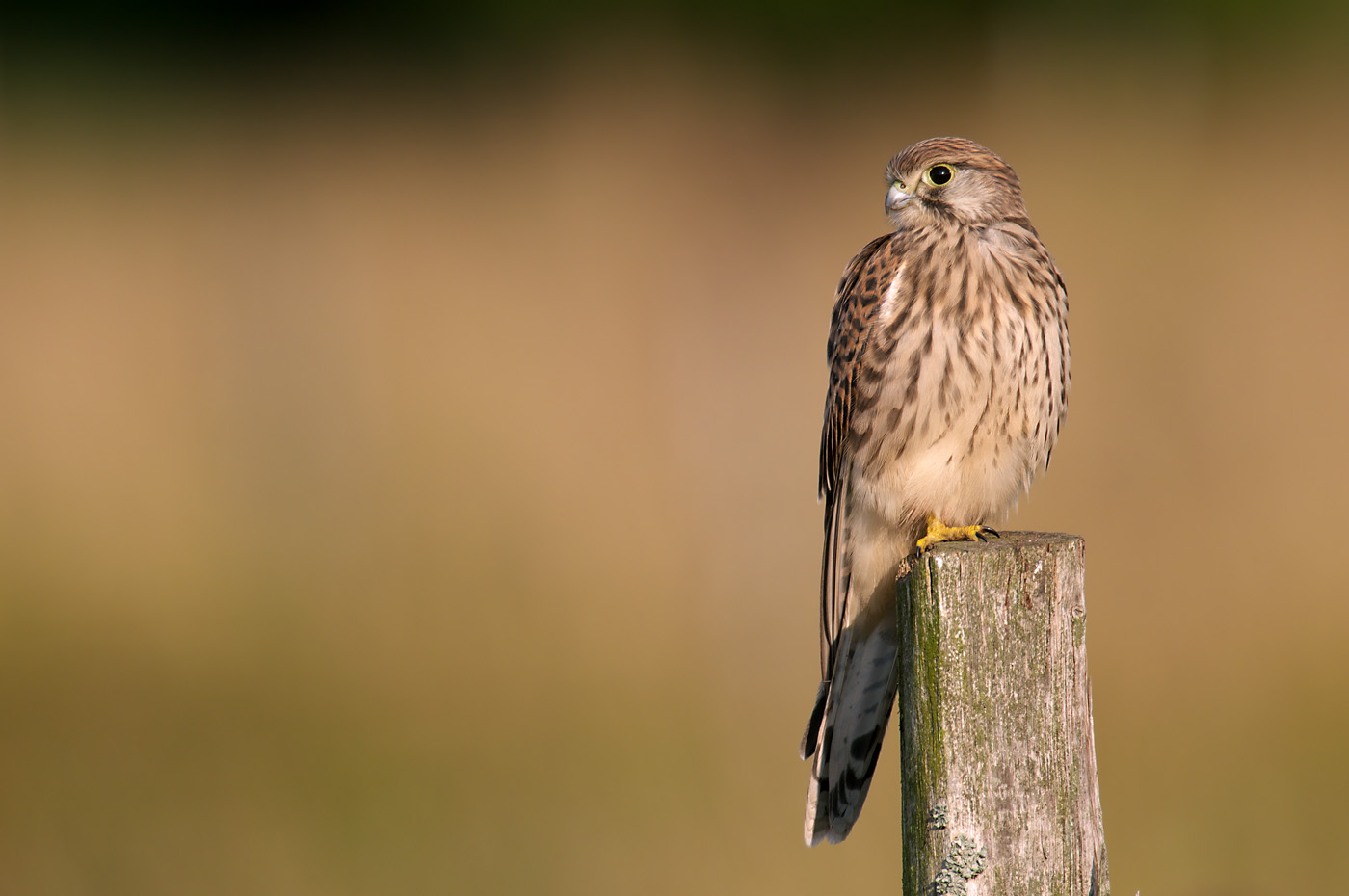 Turmfalke