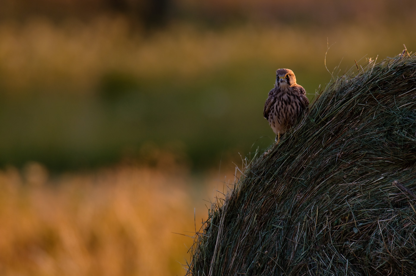 Turmfalke