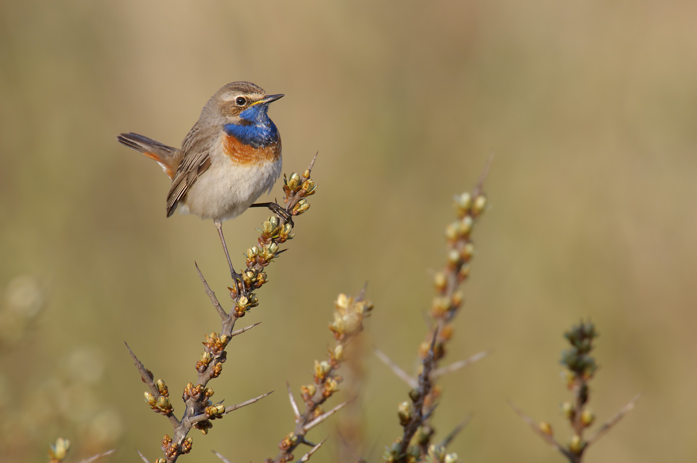 Blaukehlchen