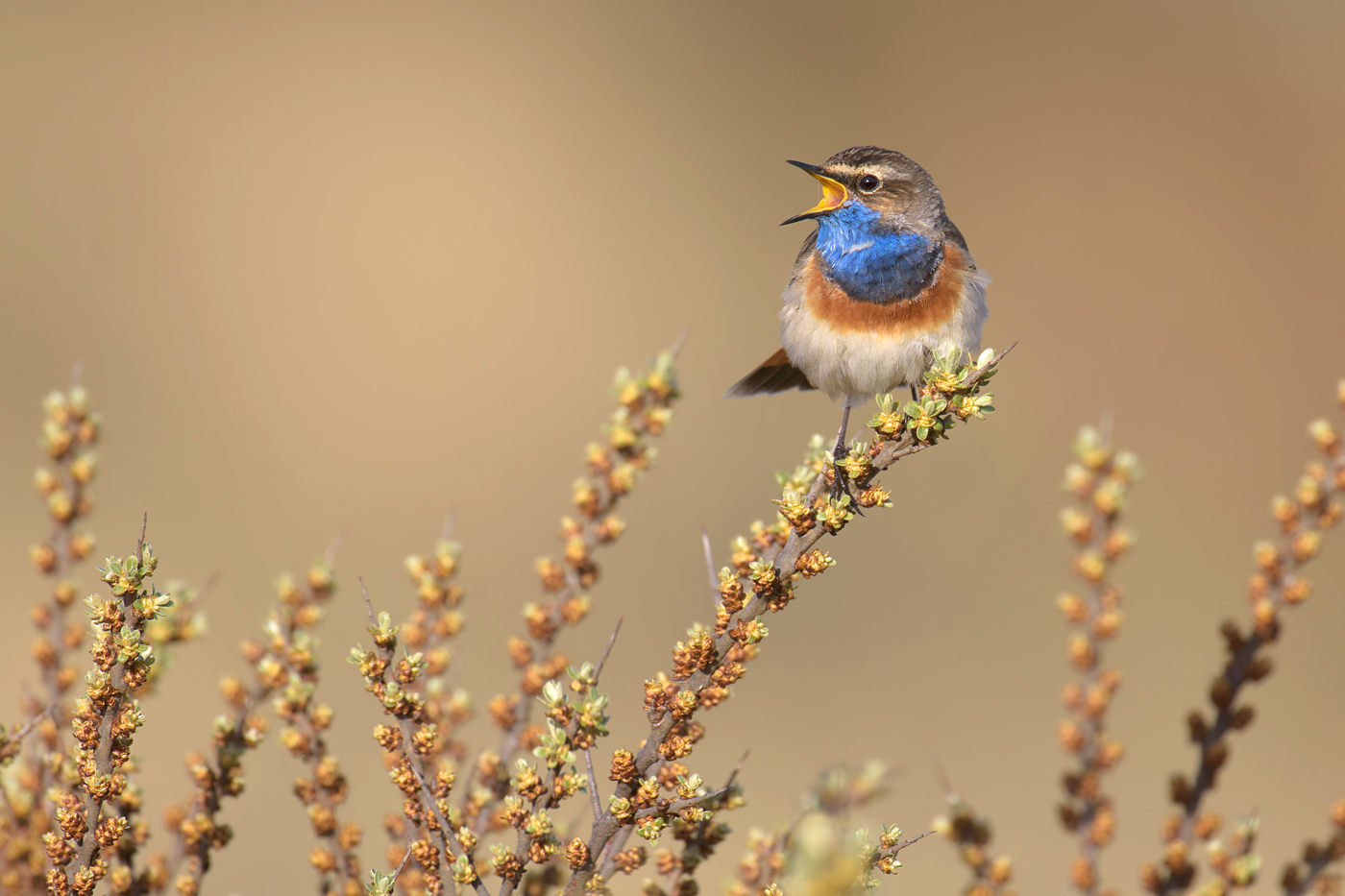 Blaukehlchen