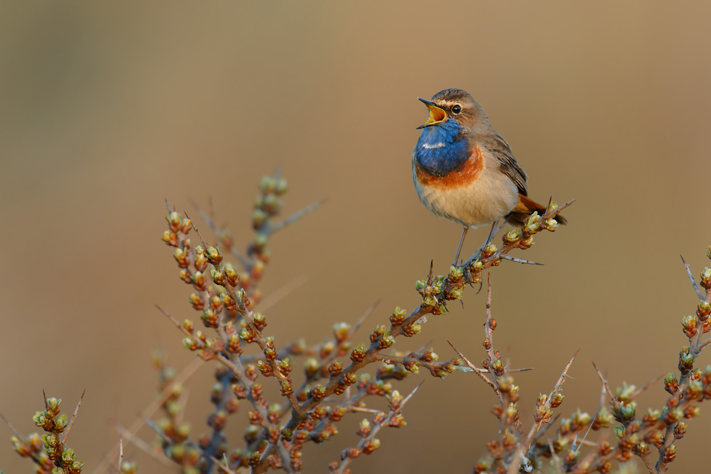 Blaukehlchen