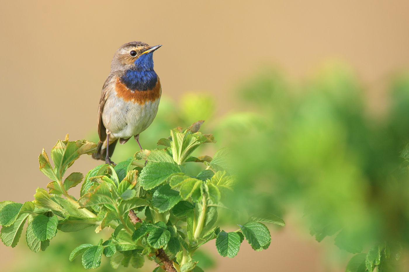 Blaukehlchen