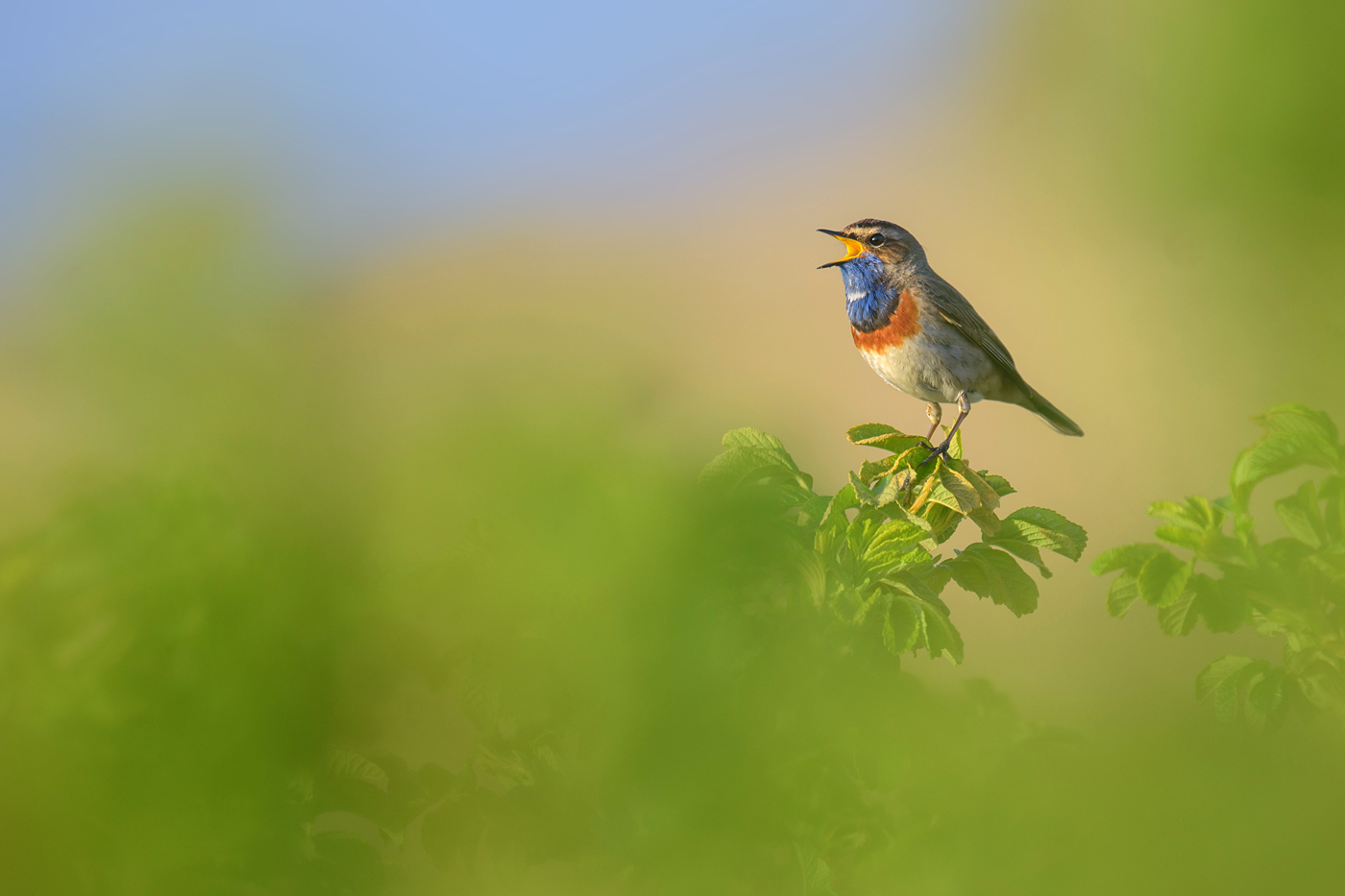 Blaukehlchen