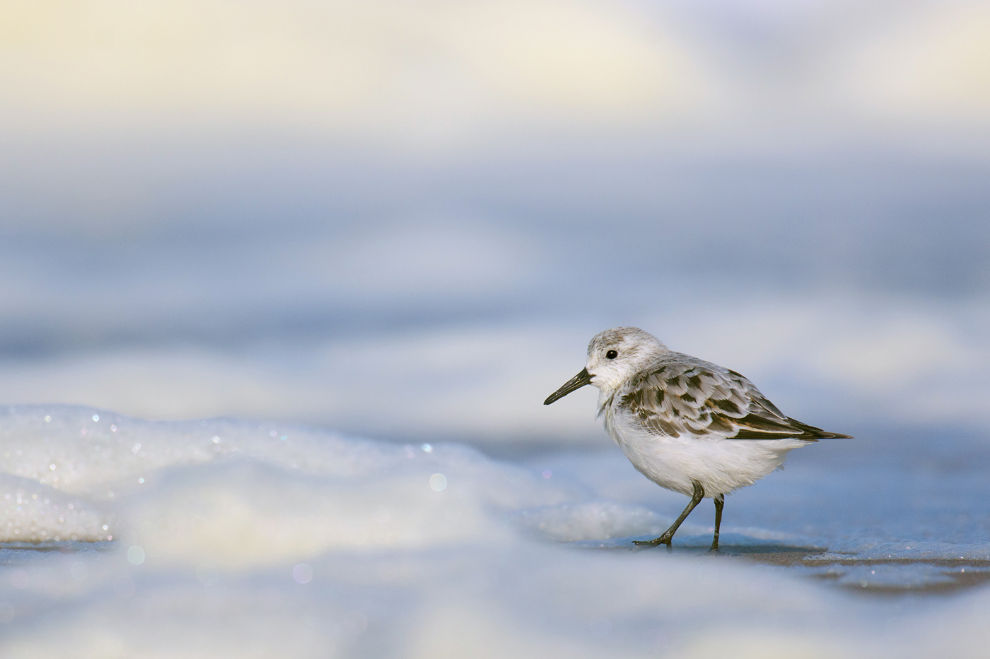 Sanderling