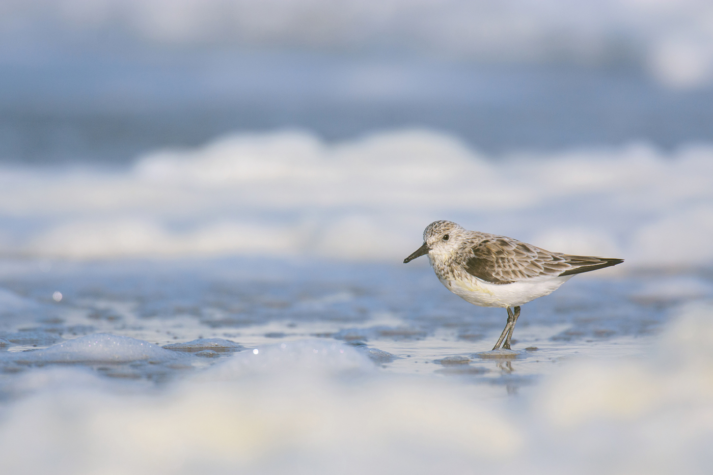 Sanderling