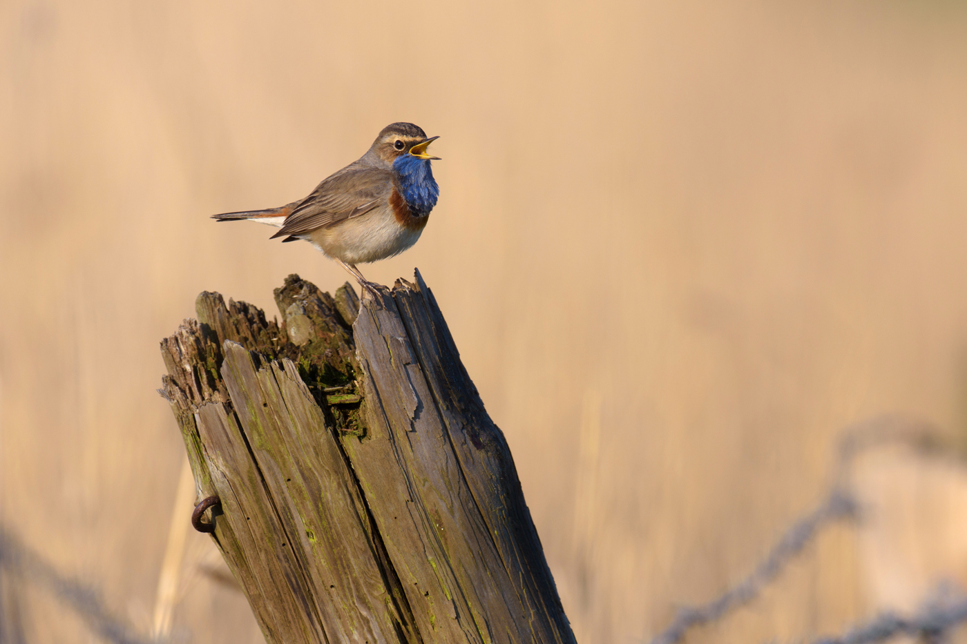 Blaukehlchen