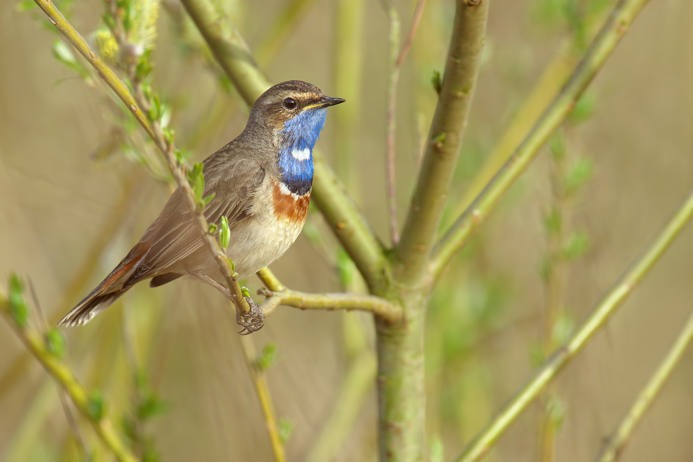 Blaukehlchen