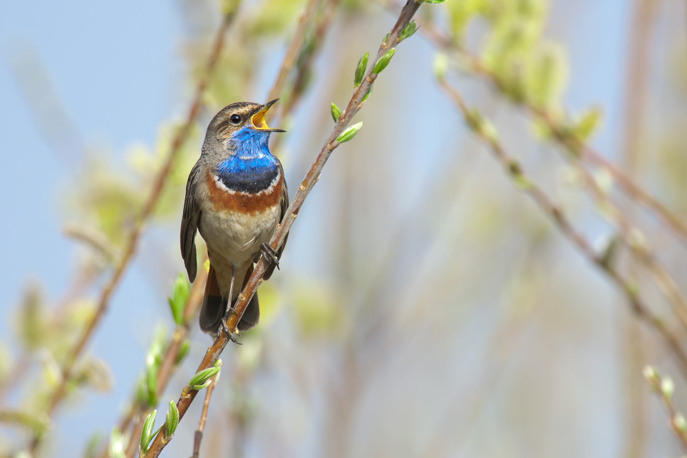 Blaukehlchen