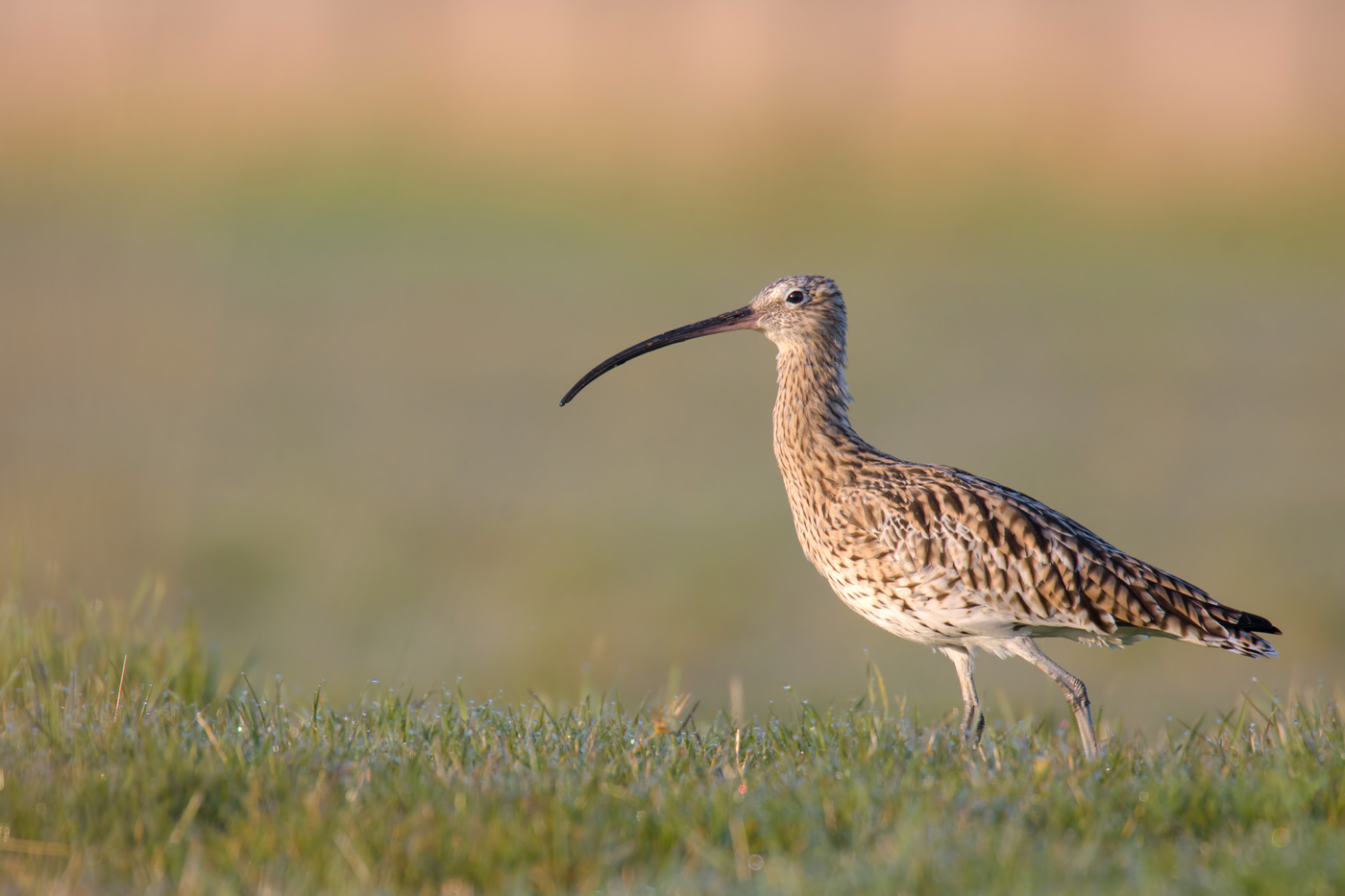 Brachvogel