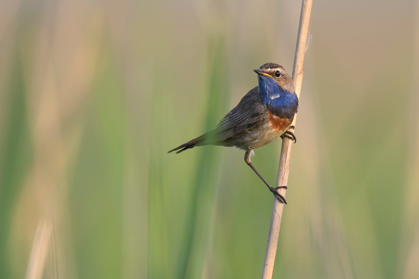 Blaukehlchen