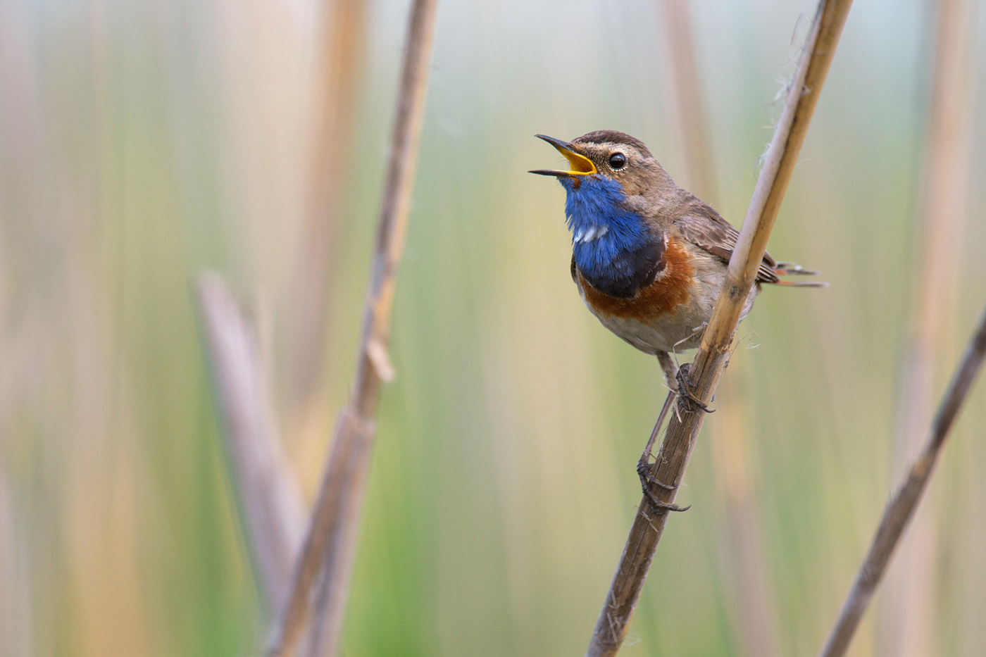 Blaukehlchen