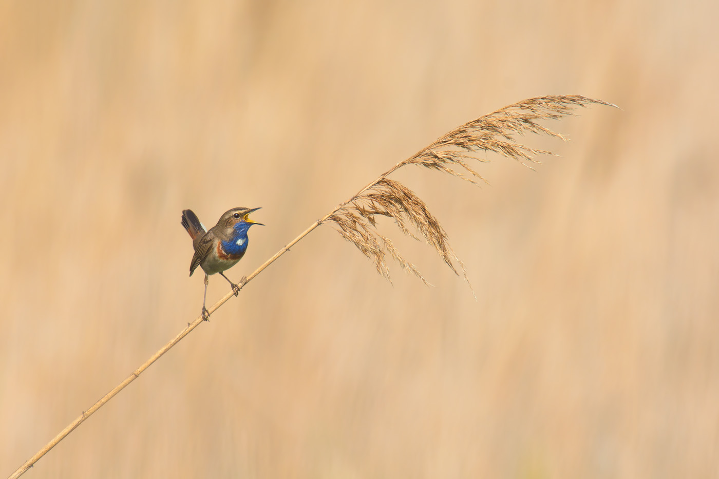 Blaukehlchen