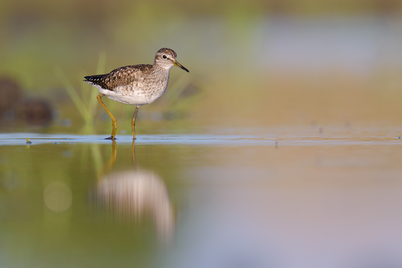 Bruchwasserläufer