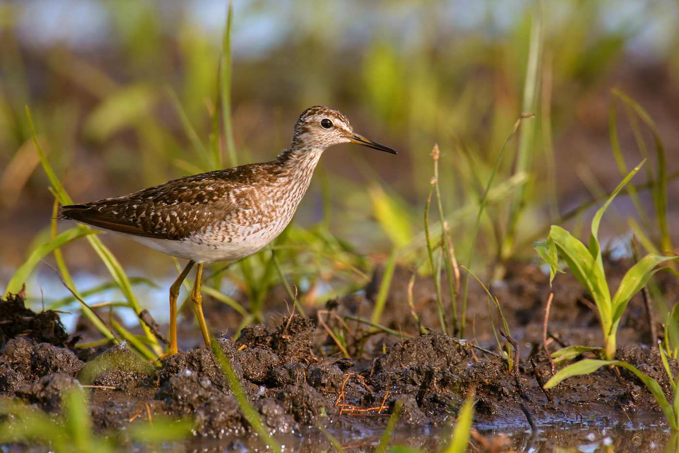 Bruchwasserläufer